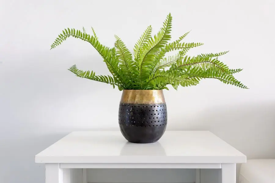 Trồng dương xỉ trong nhà giúp loại bỏ độc tố, kim loại trong không khí.