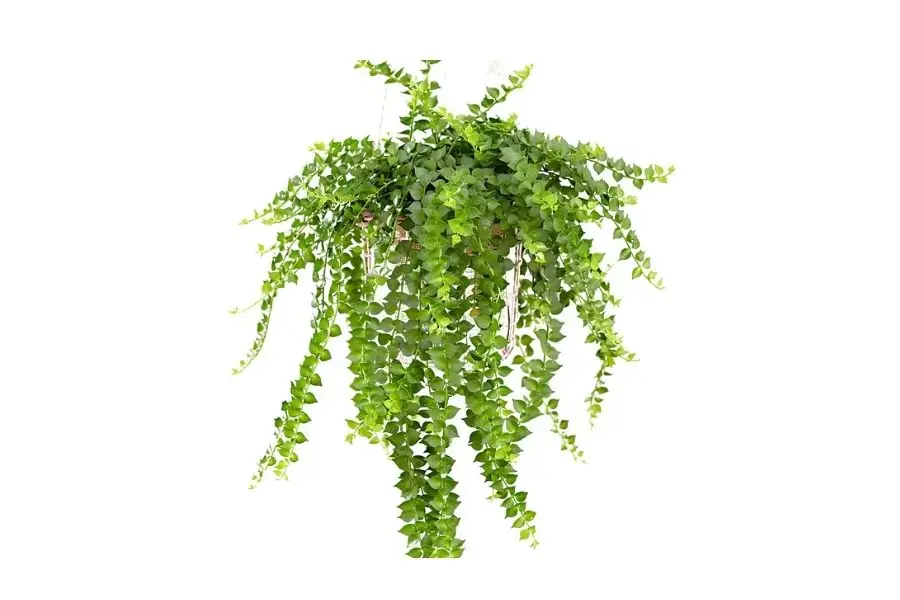 Loại cây cảnh không nên để trên bàn làm việc