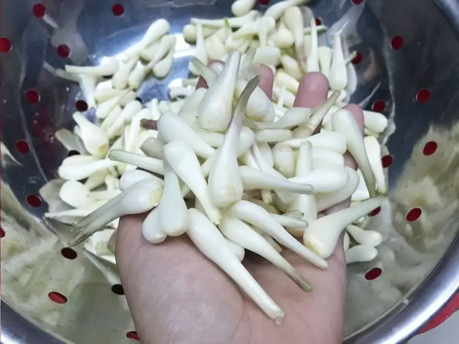 Không cắt rễ sâu vào bên trong khi sơ chế về nó sẽ làm củ kiệu nhanh hư, không còn ngon.