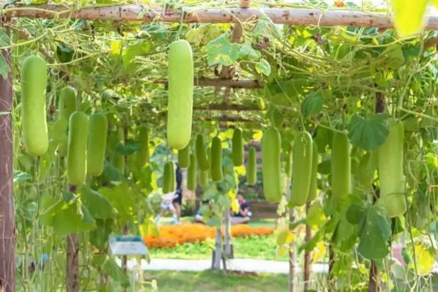 Bí đao là loài thực vật thuộc họ Bầu bí dạng dây leo