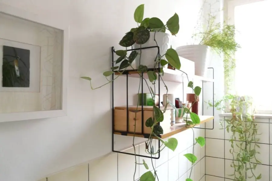Cây trầu bà không đòi hỏi quá nhiều ánh sáng
