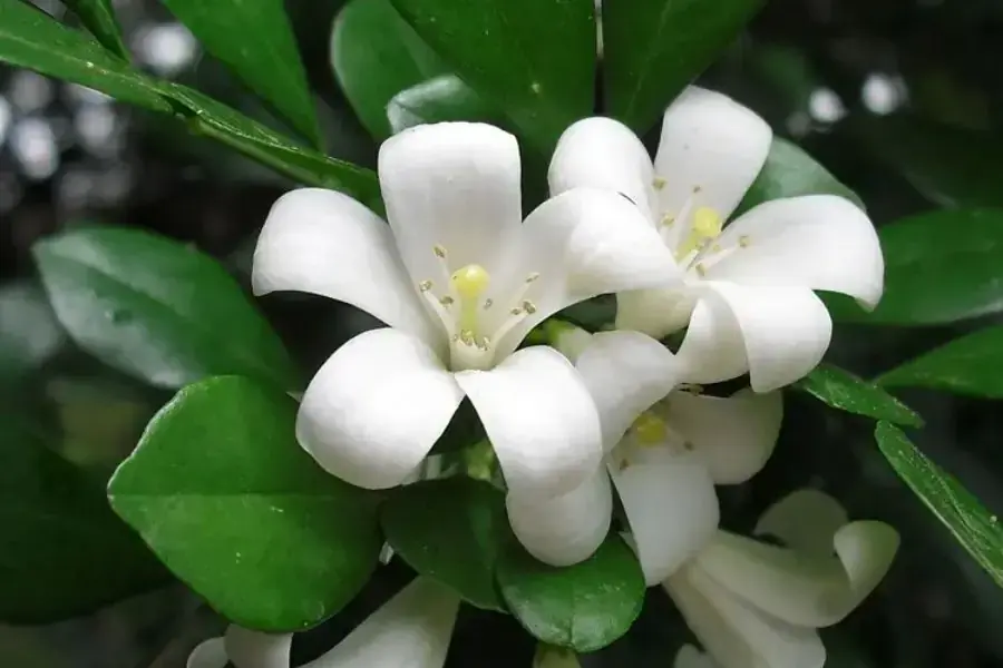 Hoa nguyệt quế sẽ nở rộ sau những cơn mưa lớn.
