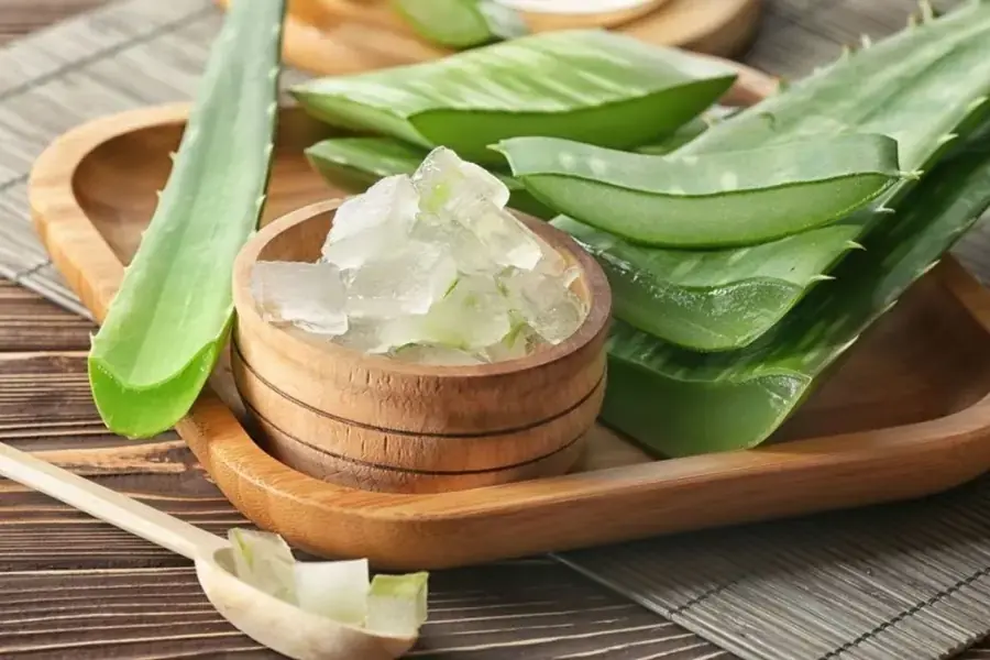 Phải sơ chế kỹ nha đam trước khi dùng