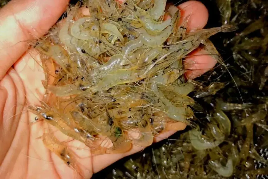 Tép đồng ngon thân sẽ trong suốt