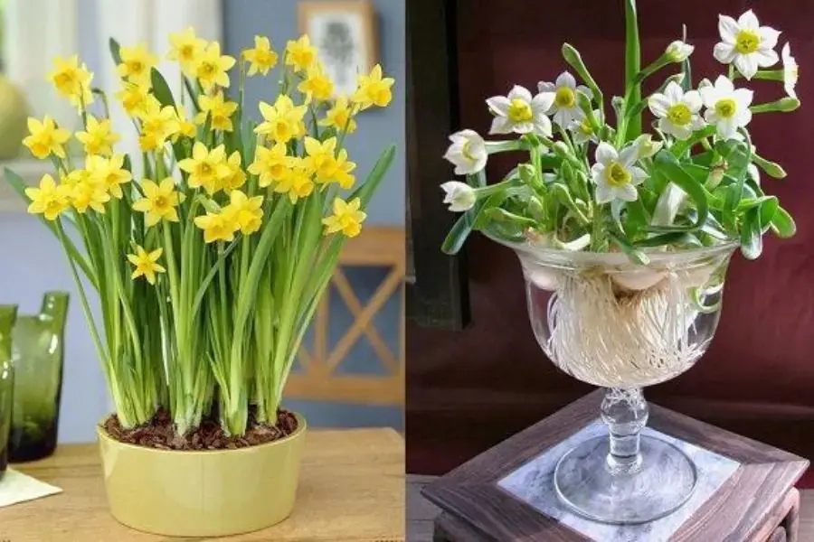 Trang trí hoa thủy tiên trên bàn làm việc giúp thanh lọc không khí