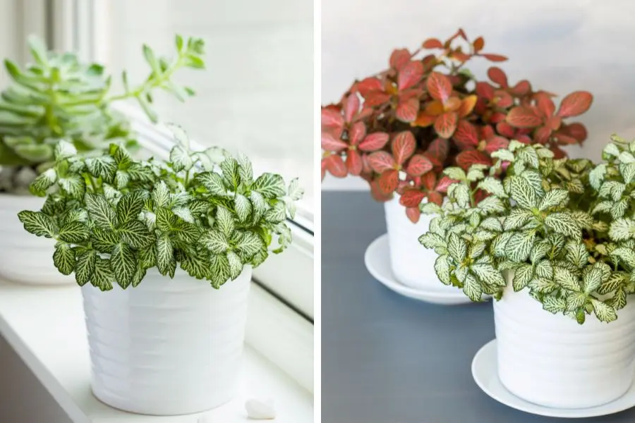 Tách các cây khỏe mạnh từ bụi cây lớn ra và trồng chúng vào chậu khác.