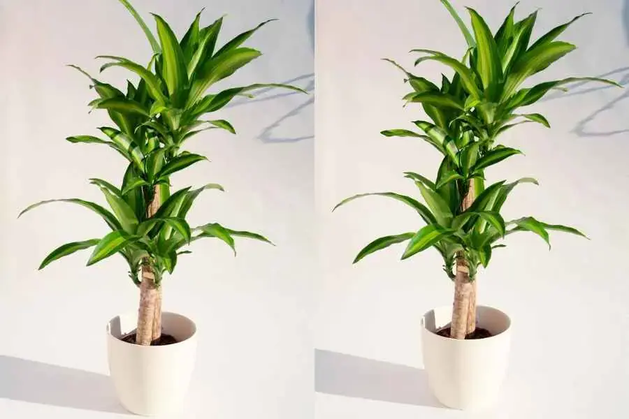 Cách chăm sóc cây thiết mộc lan trong văn phòng rất đơn giản