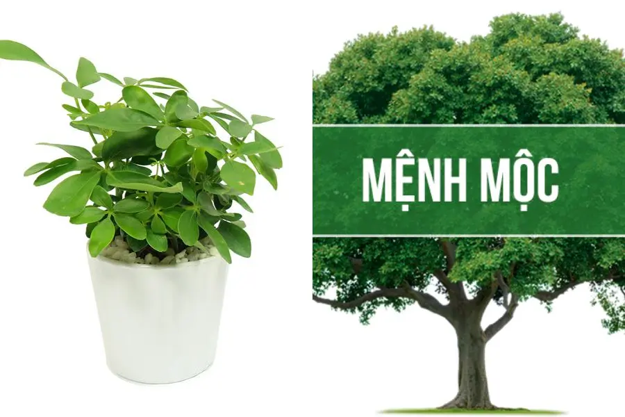 Người mệnh Mộc sẽ rất hợp với loài cây này.
