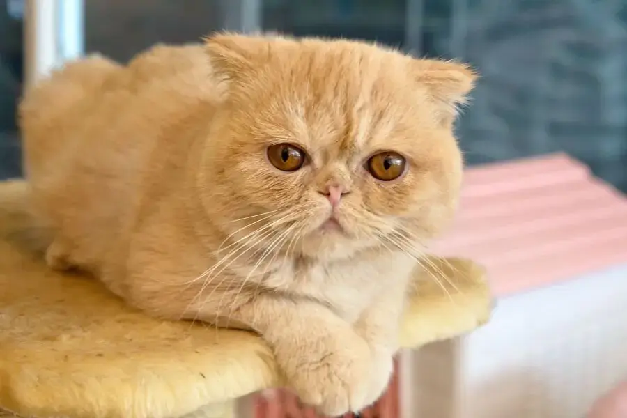 Mèo mặt tịt có nguồn gốc từ Mỹ.