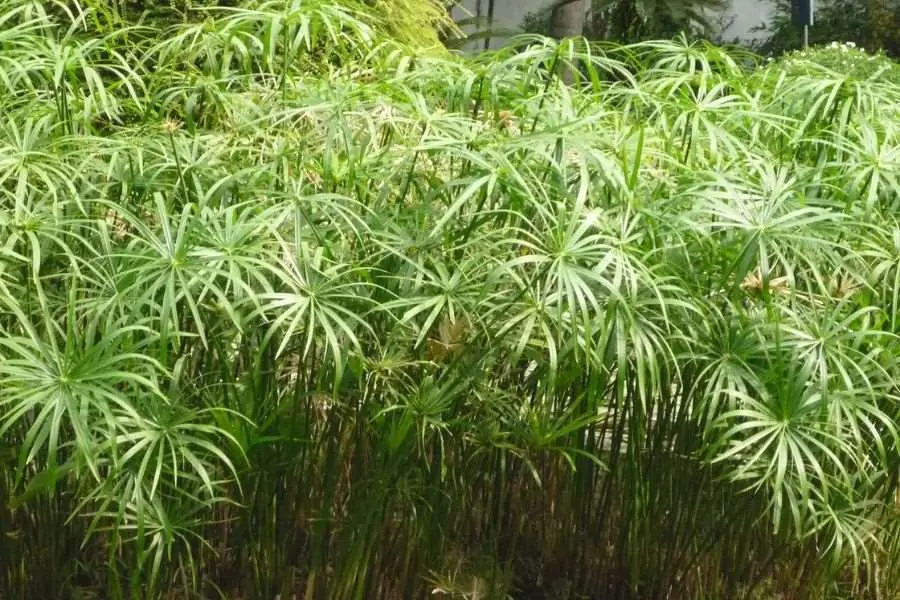 Thủy trúc có tác dụng lọc không khí, giúp không gian thêm phần tươi xanh.