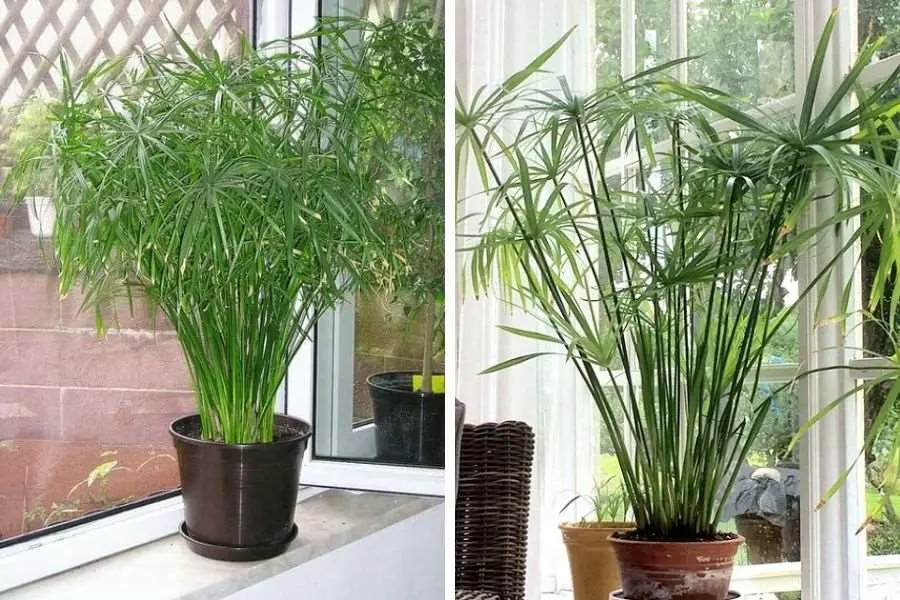 Lưu ý không nên đặt thủy trúc ở những vị trí có ánh nắng quá gay gắt.