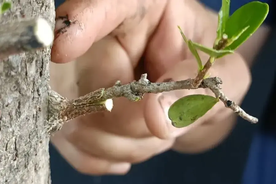 Kỹ thuật ghép cành nhân giống cây Hải Châu.