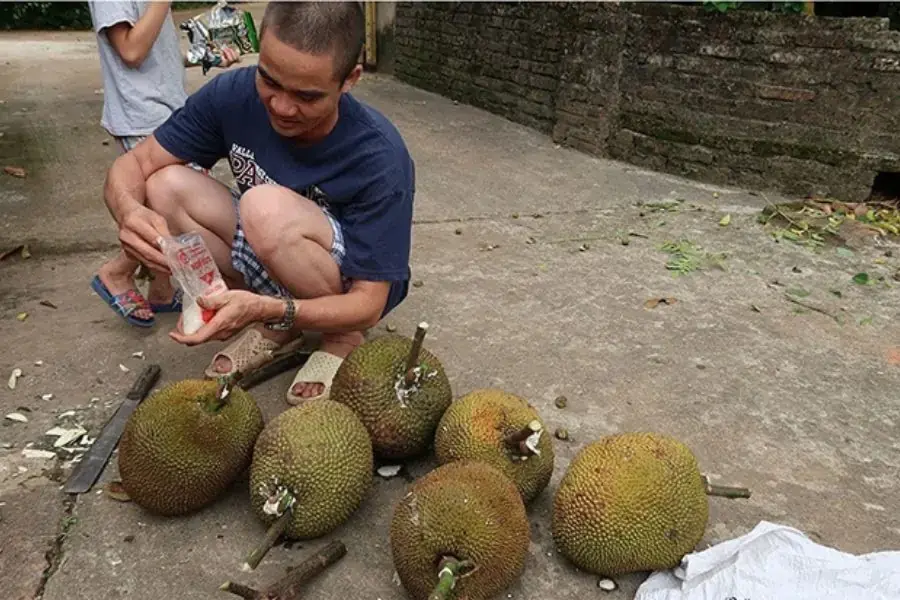 Đóng cọc mít
