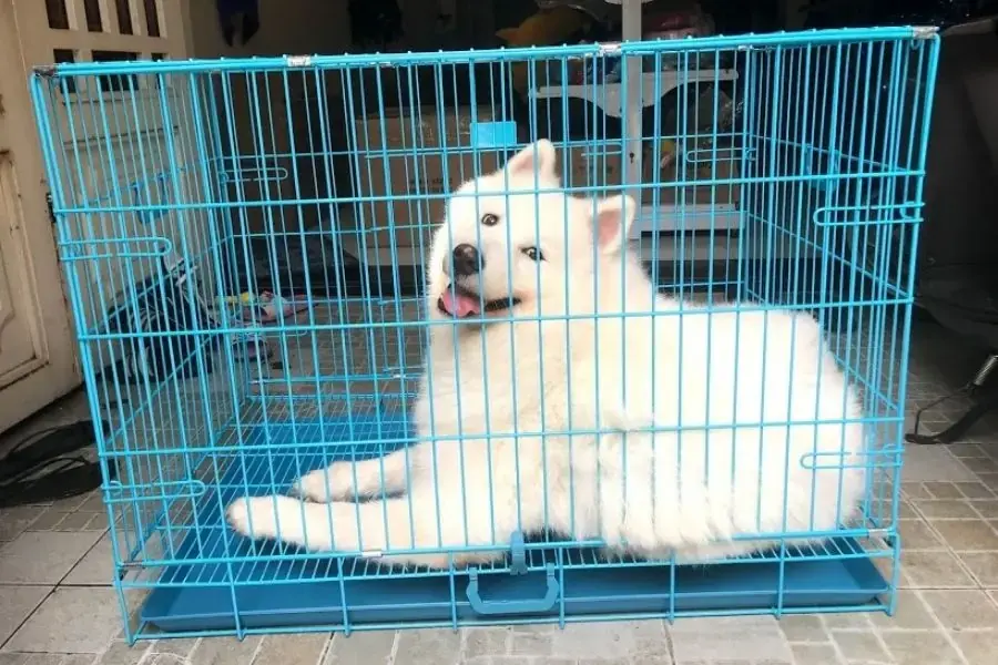Hãy nhốt chúng và chuồng trước khi huấn luyện