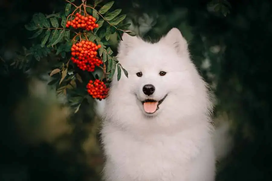 Samoyed có nguồn gốc từ Bắc Nga và Tây Siberia, nổi bật với bộ lông trắng xóa.