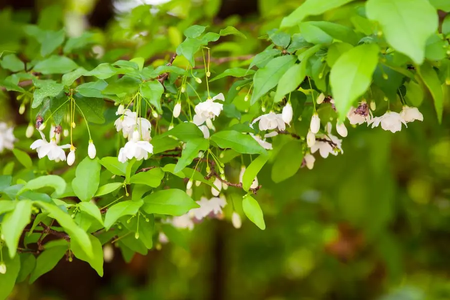 Mai chiếu thuỷ lá nhỏ rất khó uốn nắn.