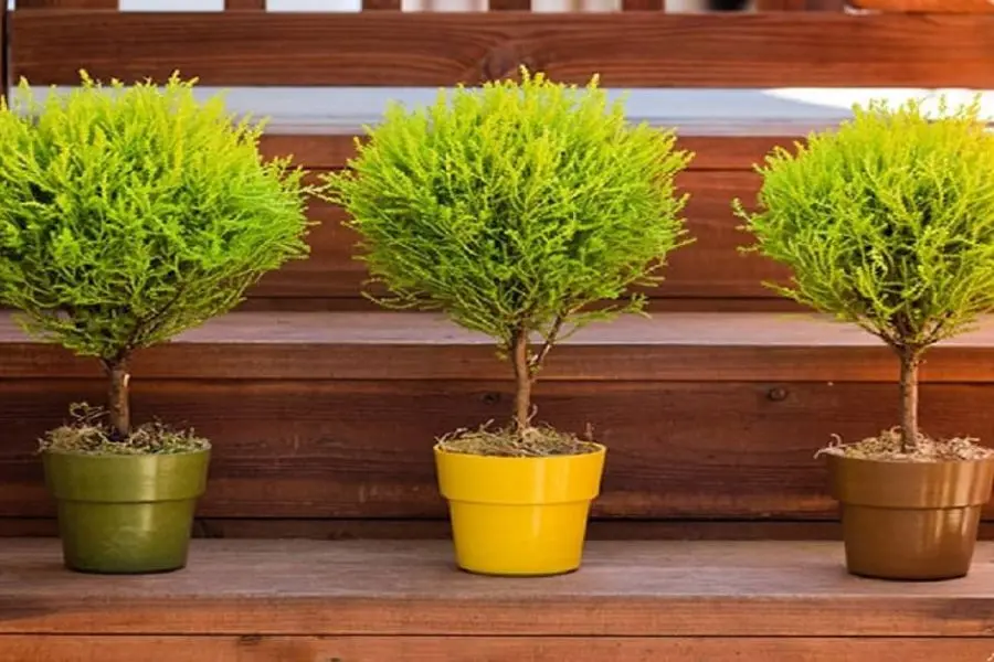 Cây Tùng Bồng Lai được coi là một biểu tượng của sự thịnh vượng và bền vững.