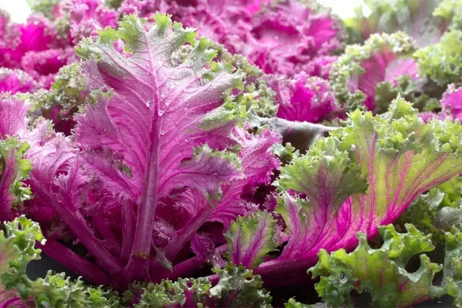 Cây cải kale tím