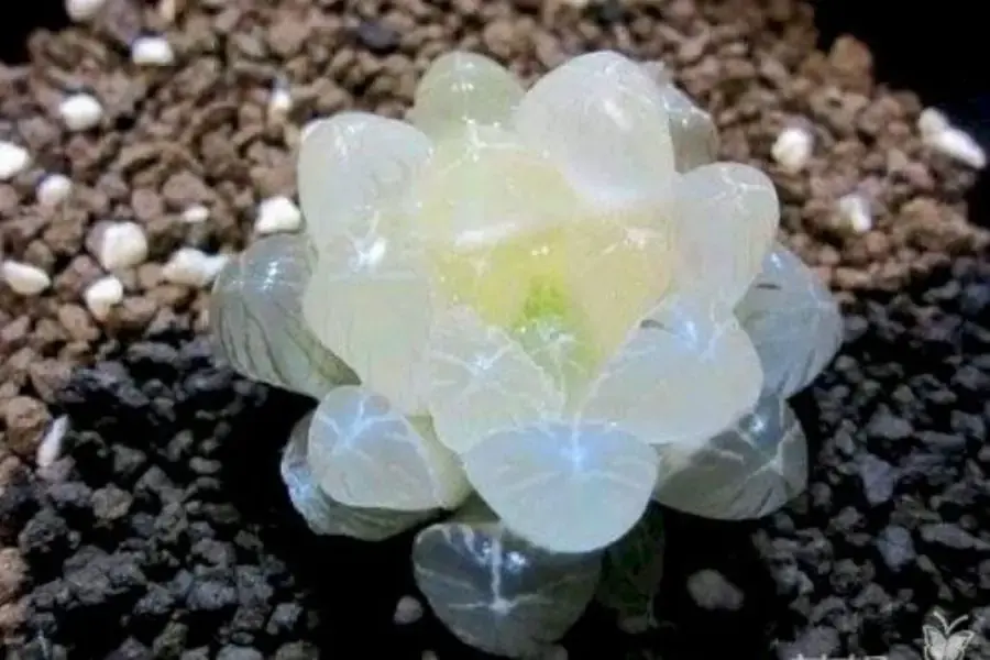 Người mệnh Kim nên trồng sen đá có màu trắng