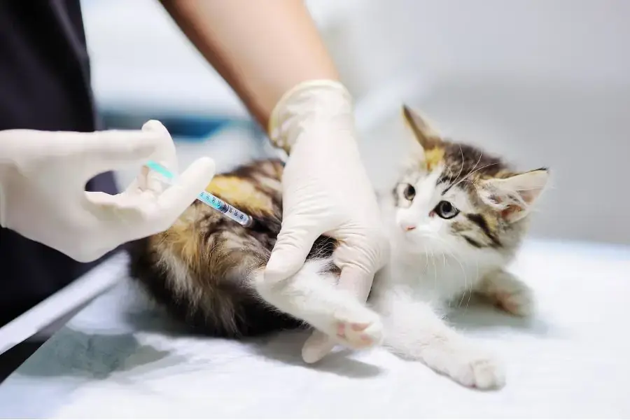 Bé mèo Calico đang được thăm khám.