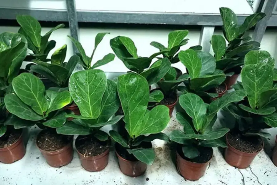 Cây bàng lá to có nguồn gốc từ khu vực Đông Nam Á