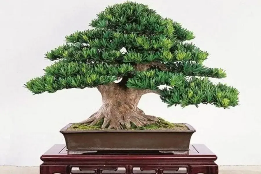 Tùng La Hán góp phần đem lại may mắn, thịnh vượng cho gia chủ.