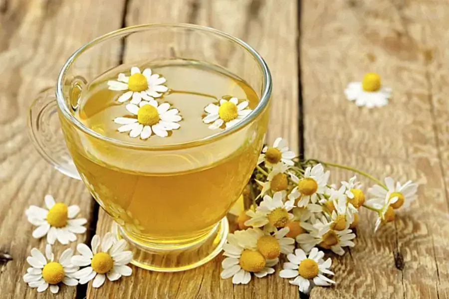 Trà hoa cúc giúp thanh lọc cơ thể cực kỳ tốt.
