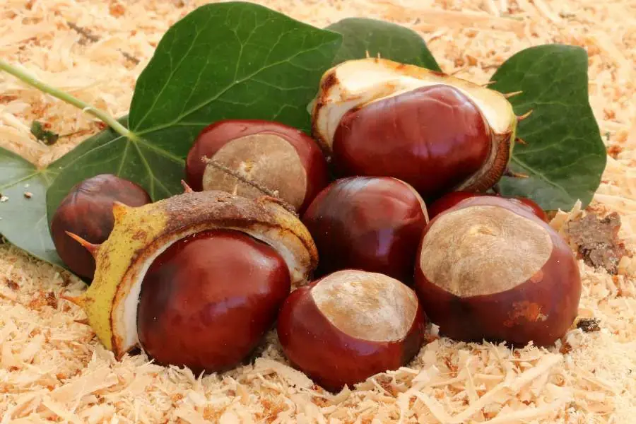 Giải đáp thắc mắc “Hạt dẻ bao nhiêu calo?”