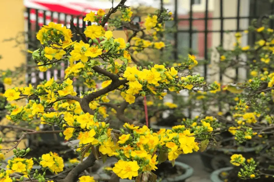 Những cánh mai vàng tươi khoe sắc thắm mang đến không khí Tết rực rỡ.