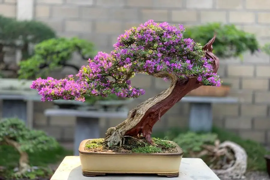 Cây nở hoa tím rực rỡ tràn đầy sức sống.