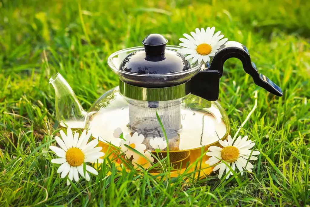 Trà hoa cúc với nhiều tác dụng hữu ích cho mẹ bầu