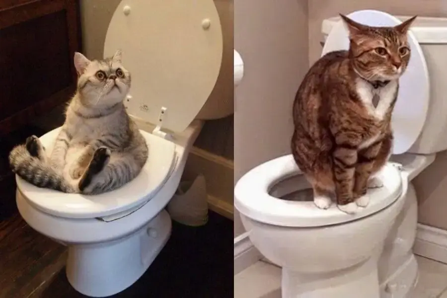 Mèo đi vệ sinh trên bồn toilet