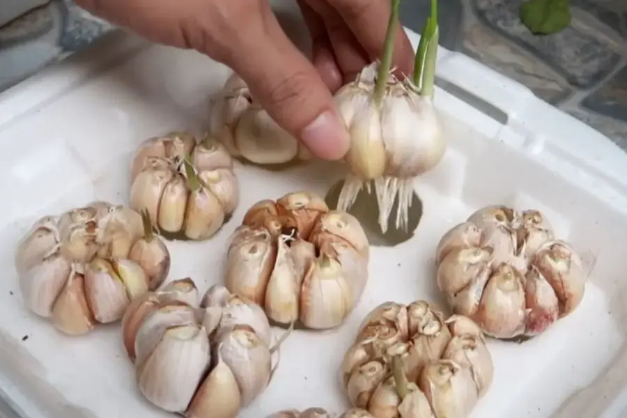 Trồng hành trong hộp xốp