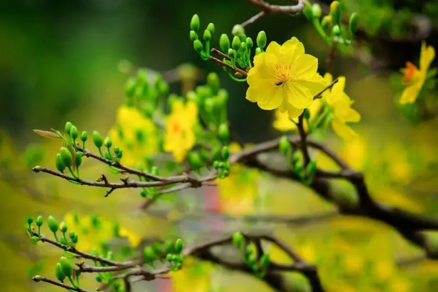 Thời điểm tốt nhất để tưới nước cho mai vàng là lúc sáng sớm hoặc chiều mát.