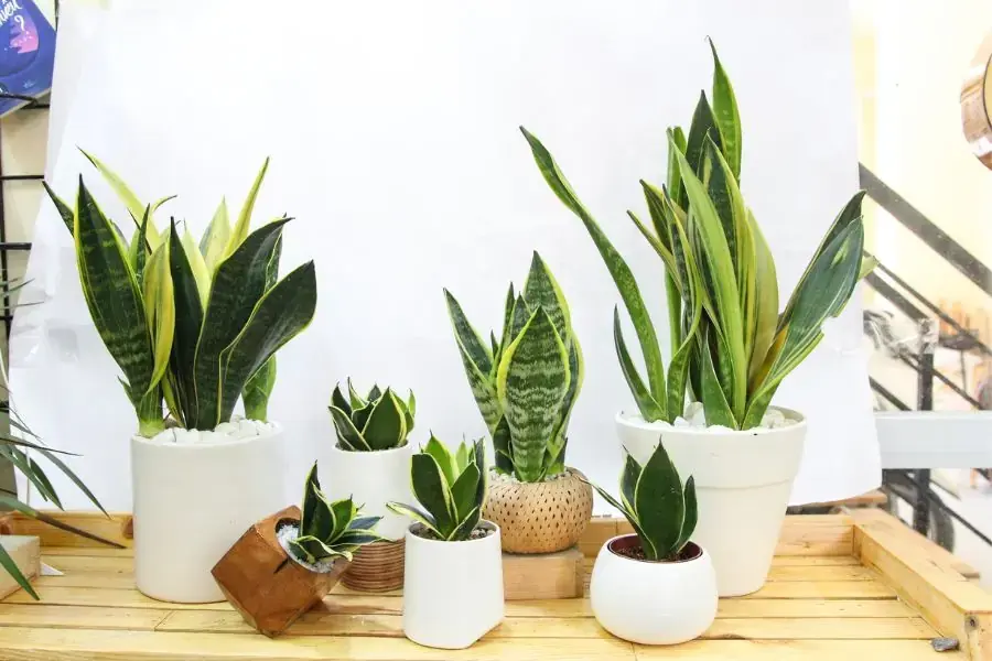 Cây lưỡi hổ trồng trong nhà với nhiều lợi ích, ý nghĩa may mắn