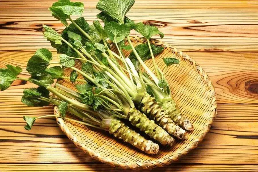 Củ wasabi hay còn gọi là củ mù tạt