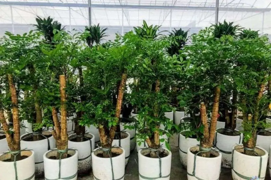 Cây hạnh phúc - cây trồng trong nhà không cần ánh sáng tốt cho sức khỏe, thanh lọc không khí.