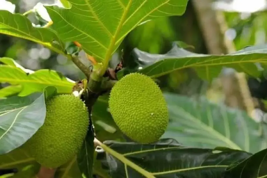 Mùi hương đặc trưng của quả sa kê khiến lũ gián phải tránh xa (Nguồn: Yêu Trẻ)