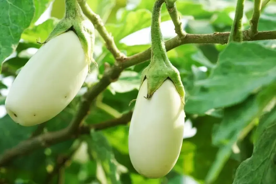 Giống cà "trắng" độc đáo