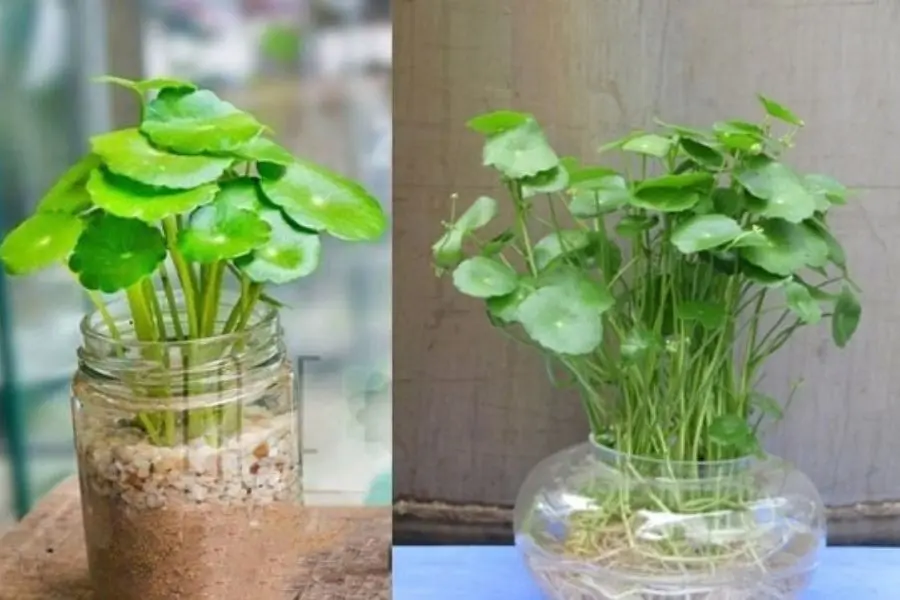 Có thể trồng bằng đất hoặc cây cỏ đồng xu thủy sinh đều được.