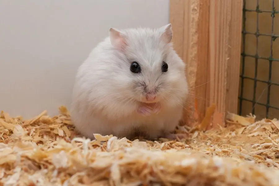 Bé Hamster mang thai thường dễ bị lo lắng.