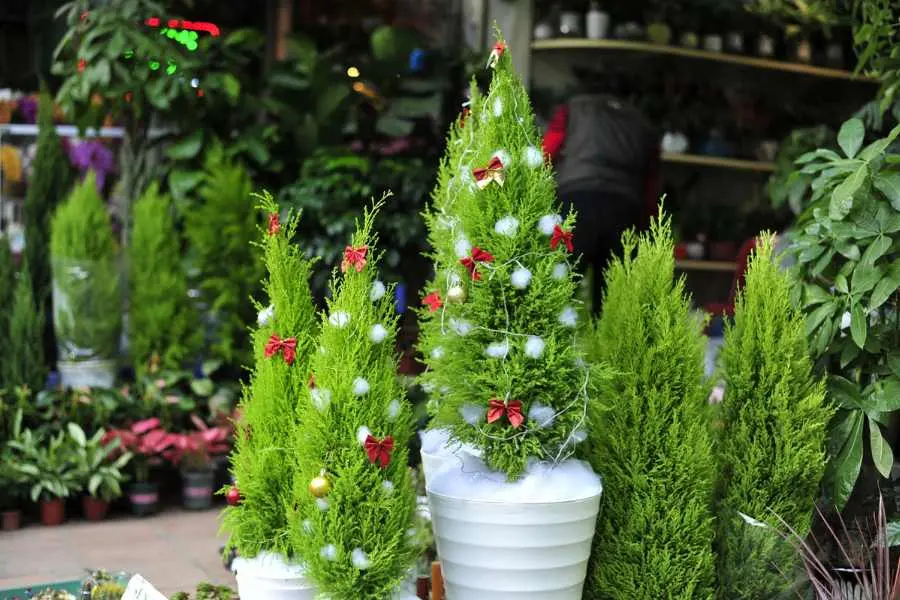 Tùng thơm quà tặng hoặc đồ trang trí mùa Noel.