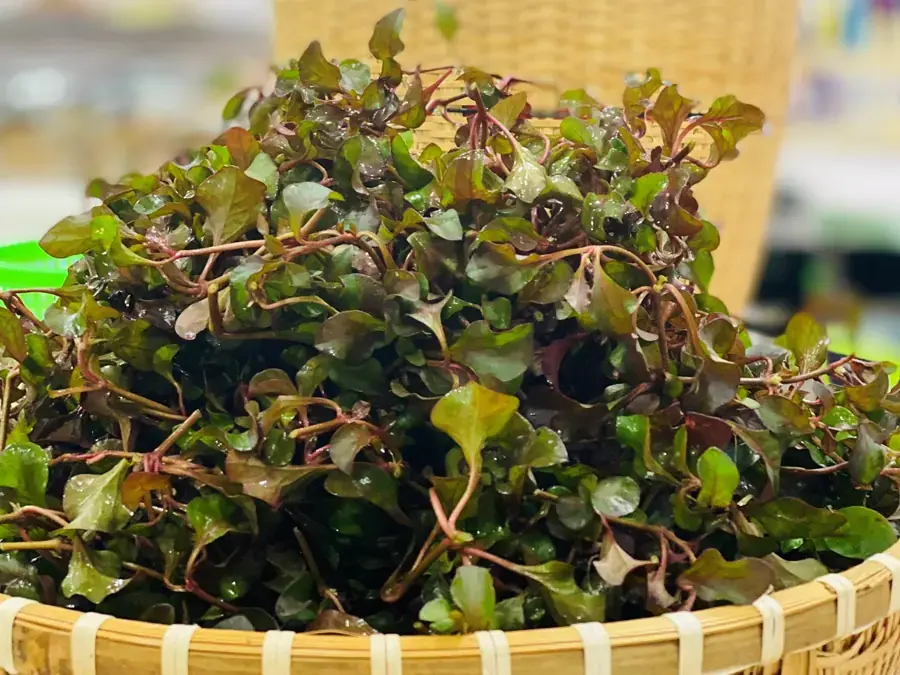 Chọn rau cải xoong sạch, tươi để chữa bệnh giun kí sinh