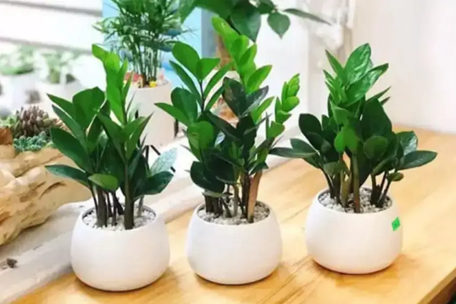 Cây kim tiền giúp công việc làm ăn của gia chủ thêm thuận lợi