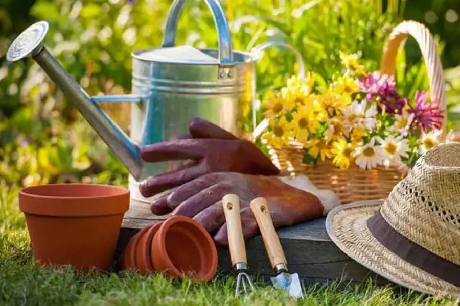 Chuẩn bị một số dụng cụ cần thiết trước khi tiến hành trồng hoa giấy bằng cành