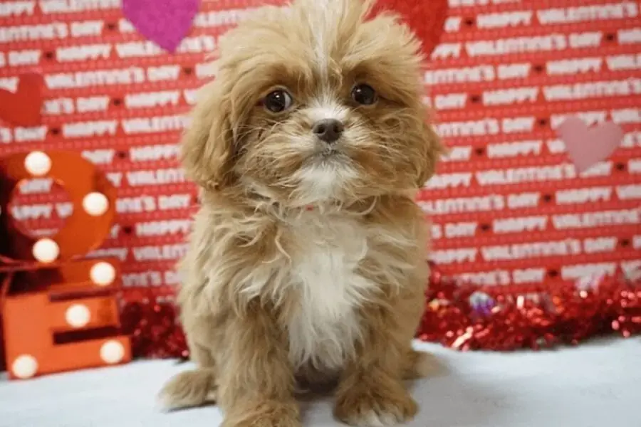 Poodle lai Phốc siêu cấp đáng yêu nhưng cũng rất tinh nghịch và dễ cáu gắt.Poodle lai Phốc siêu cấp đáng yêu nhưng cũng rất tinh nghịch và dễ cáu gắt.