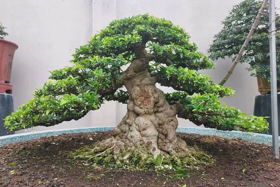 Giâm cành thường được áp dụng trong nhân giống cây.