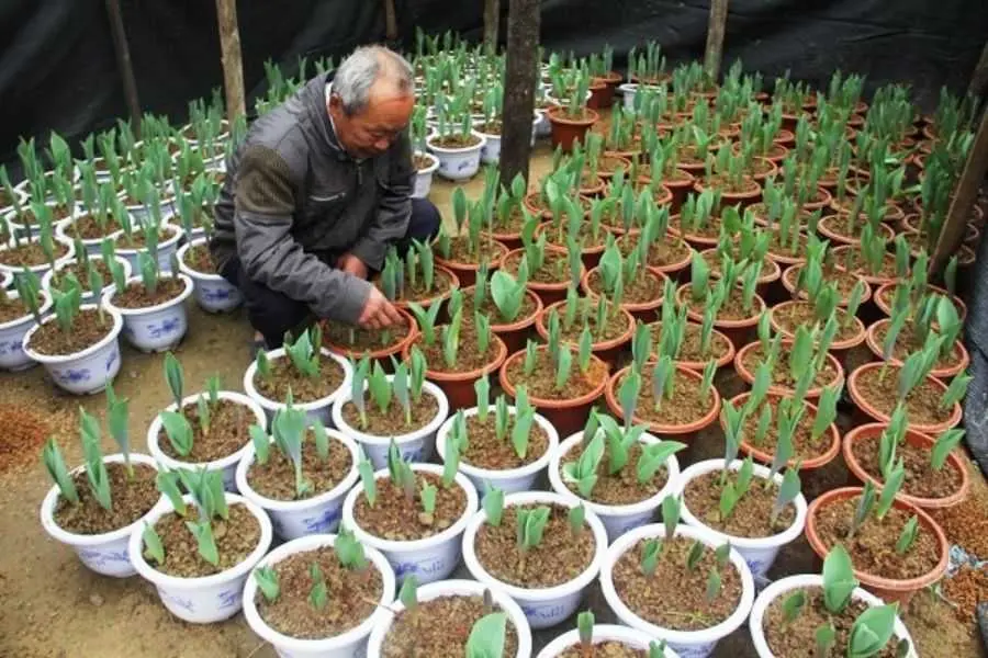 Thời gian xử lý củ giống là khoảng 10 - 15 phút.