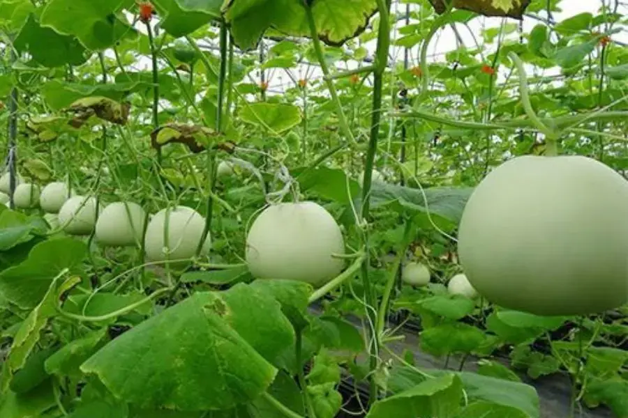 Dưa lê tại vườn ( nguồn: Internet)