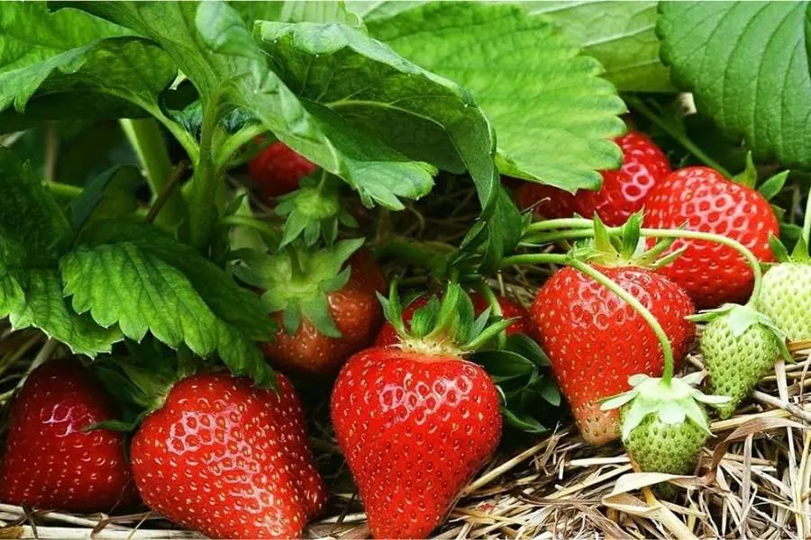Chăm sóc dâu tây đúng quy trình để đạt năng suất cao.